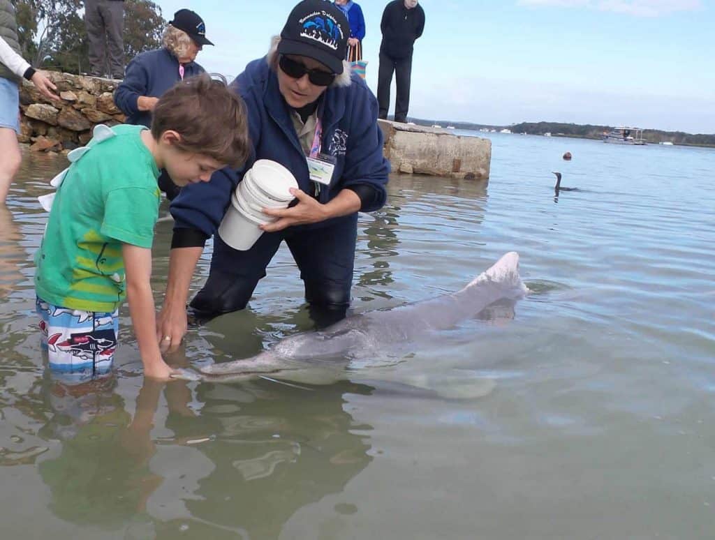Hand feeding wild dolphins at Tin Can Bay