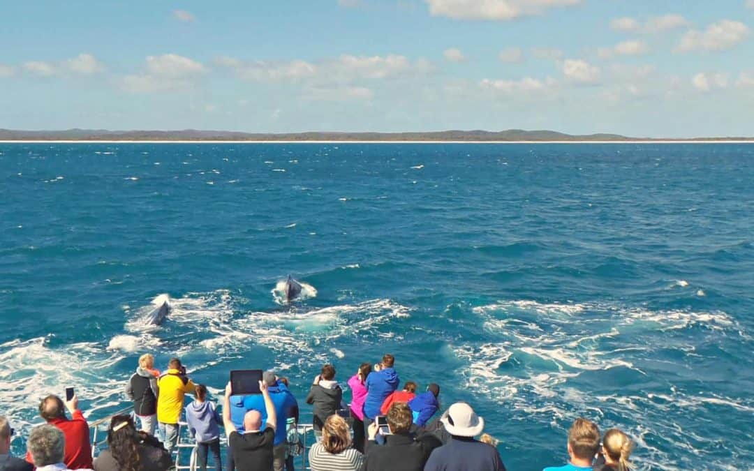 Everything you need to know about taking a whale watching cruise in Australia