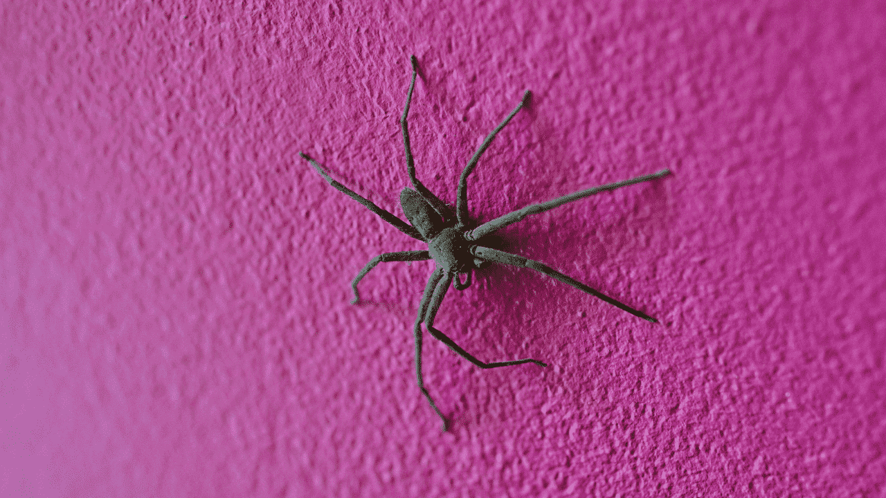 A spider on a pink wall
