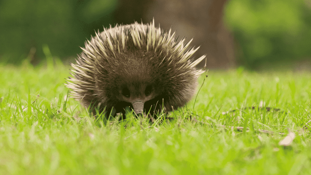 An echidna walking in grass to promote a post about facts about Australia