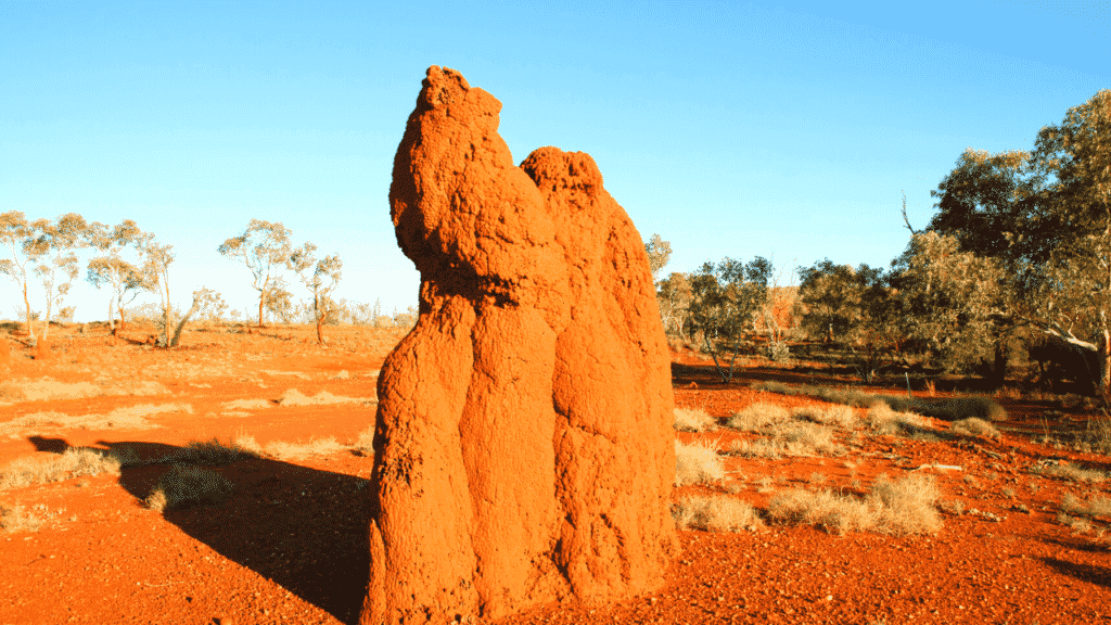 A giant termite mound in Australia