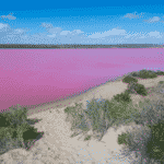 17 incredible pink lakes: Pink lake Australia guide 2023