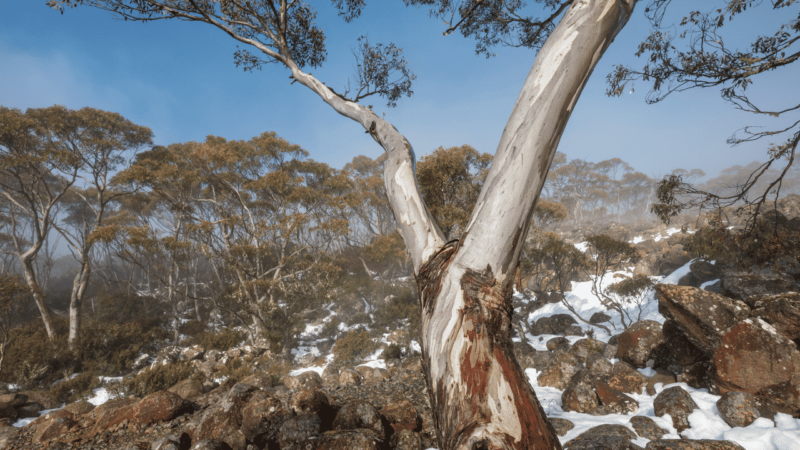 Trees and snow in Tasmania in Australia's winter