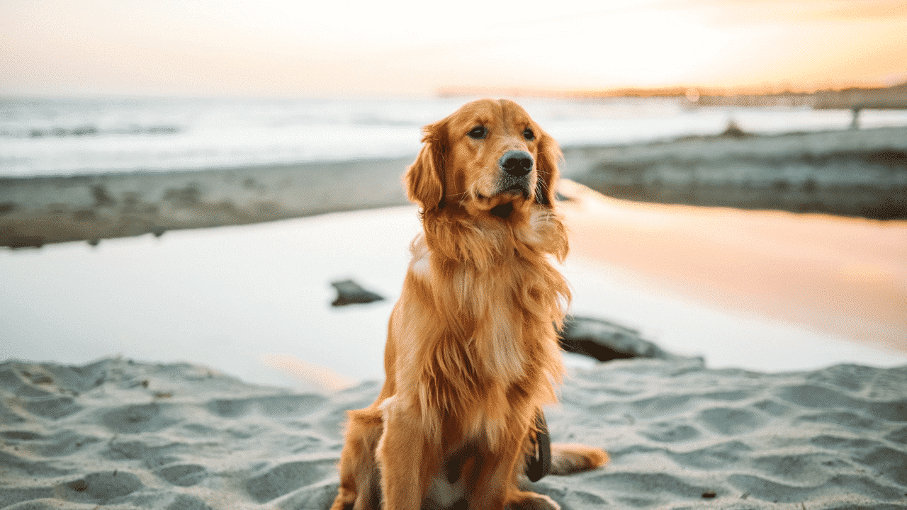 A picture of a dog on a beach who is looking for a pet sitter in Australia 