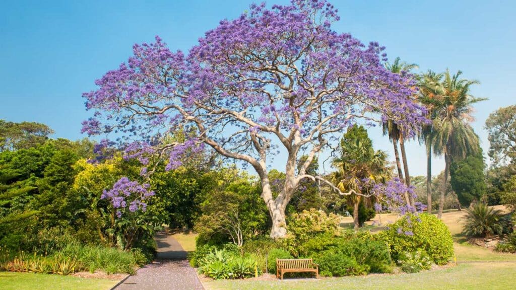 A jacaranda tree in bloom in spring in Australia