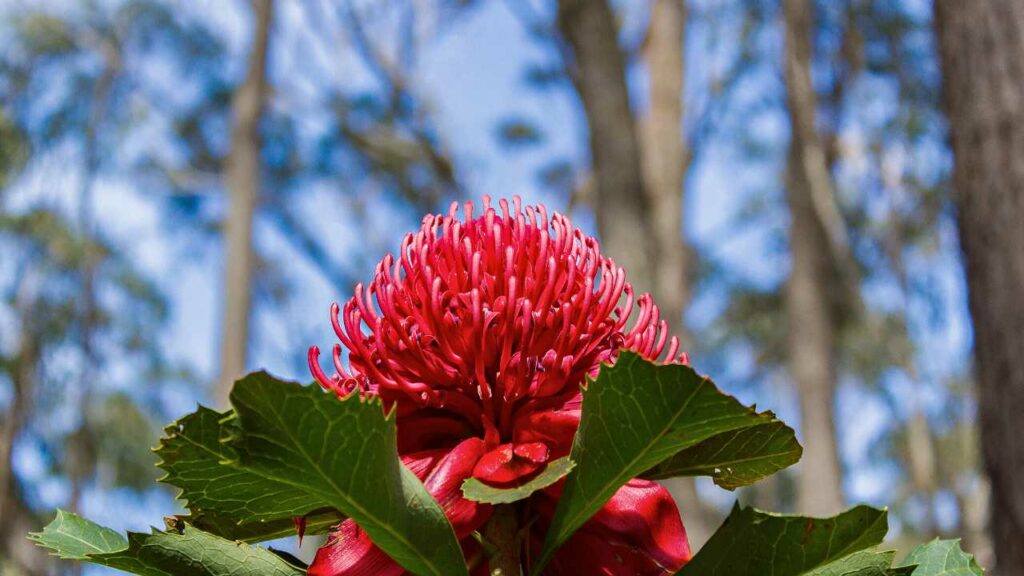 An autumn flower blooming in Australia
