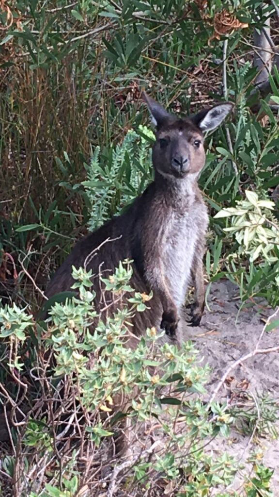 A kangaroo in the wild spotted after moving to Adelaide