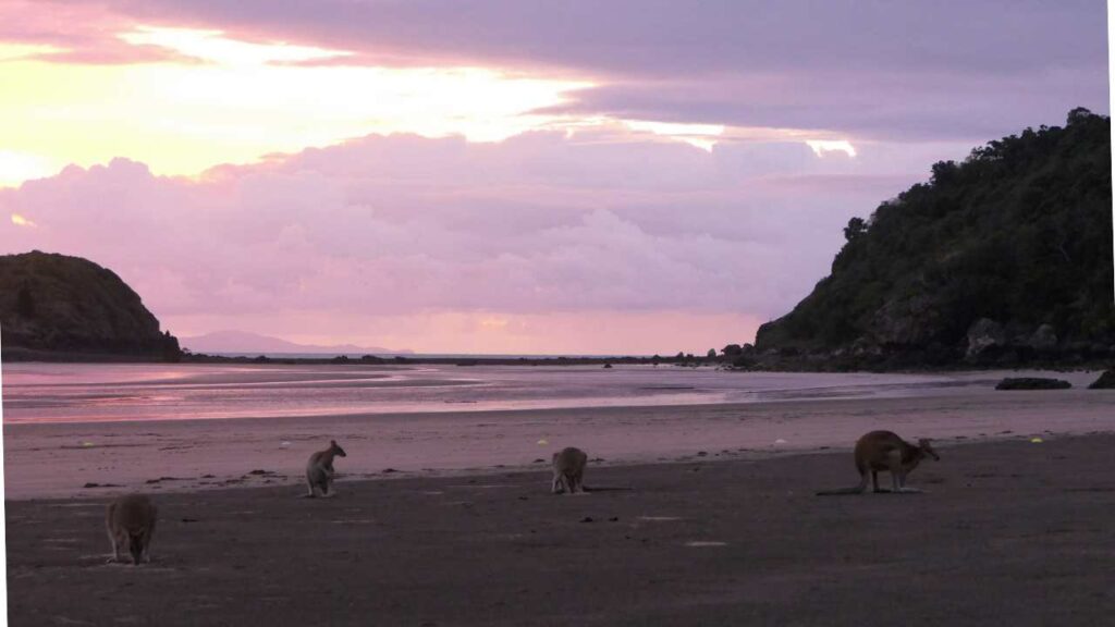 Kanargoos on the beach at Cape Hillsborough at sunrise