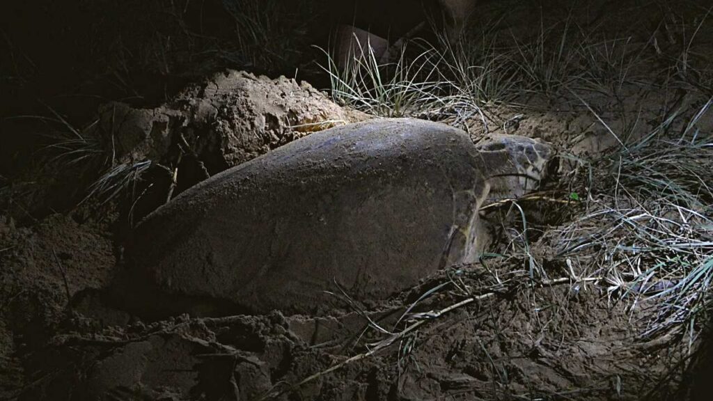 A turtle at Mon Repos at Bargara laying eggs on the beach
