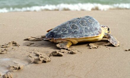 See the turtles at Bundaberg | Mon Repos Turtle Encounter